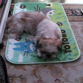 しゃっくり？？の画像