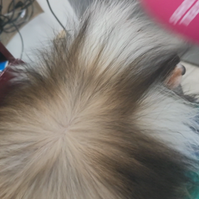 マット状の毛玉は虐待。の画像