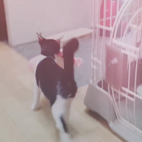 おもちゃを咥えて駆け抜ける一二三の画像