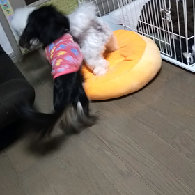 今日のはなちゃん1584、モモちゃん1536の画像