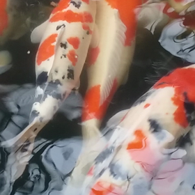 いたいた！！！の画像