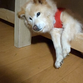 老犬の夜鳴きが本格的になるの画像