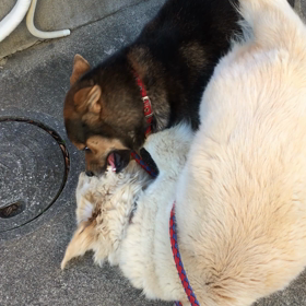 喧嘩じゃないよの画像