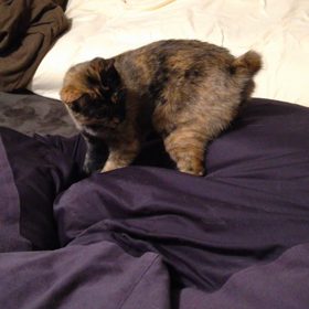 クッションソファに攻撃の画像