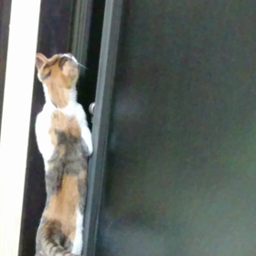 夏の風物詩の画像