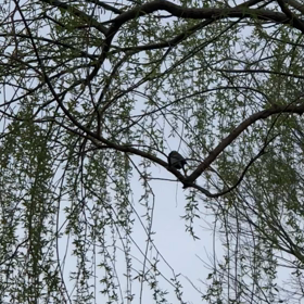 休日の鳥/動画の画像