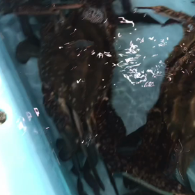 豊浜朝市の様子！の画像