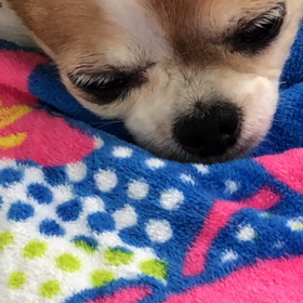 わが家のわんこの画像