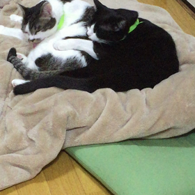 ぶしくんは見たの画像