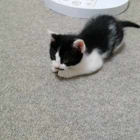 お見合いの画像