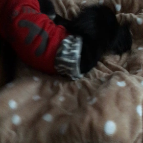 なにか？の画像