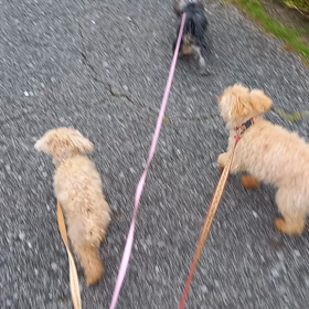 散歩の後の暴走の画像