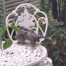 ** キジバト その後 **の画像