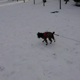 新年のお散歩の画像