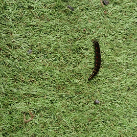 黒い虫さん歩く！の画像