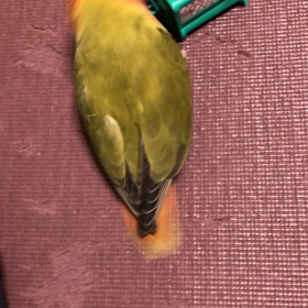 梅醤番茶の画像