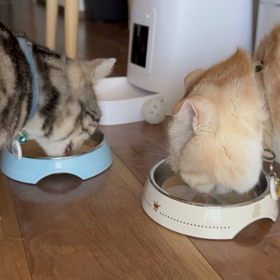 おひさしルルキキです。の画像