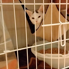 預かりましたの画像