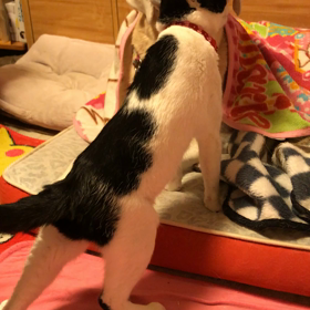 よもちゃん、大好きなのーbyてんちむの画像