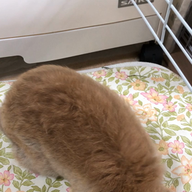 だいぶいい！の画像