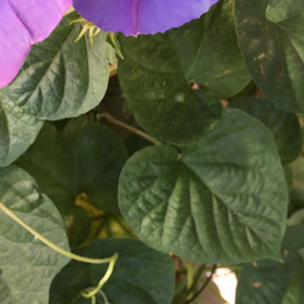 余計な事はせずに。の画像