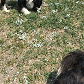 子犬達とお母さんの画像