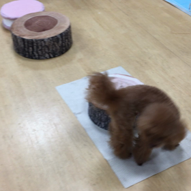 応用編は何でもこなすなぁ。の画像