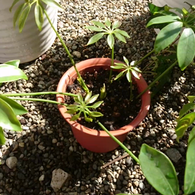 ☆我が家の植物たちを動画で紹介！②☆の画像