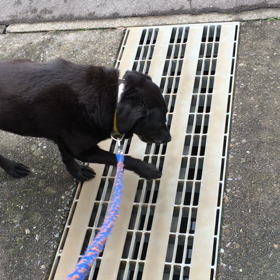 ワンコ  の 老いを感じる。の画像