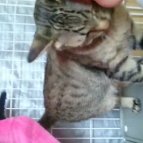 ゴシゴシ撫でるの画像