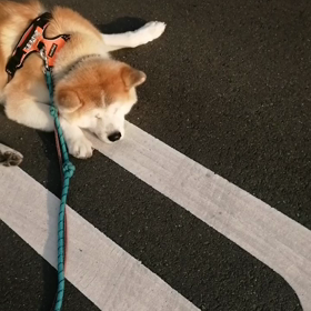引き続きさわやかな朝‼️キョロキョロ探索をしながらの散歩でスタート。その後は得意の連続ゴロ寝の画像