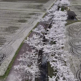 桜並木をの画像