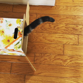 猫のように生きるのが目標・パート2の画像