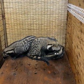 アフリカジャコウネコの画像