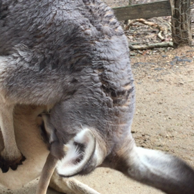 【動画②】ポケットの中の構造！※グロ？注意の画像