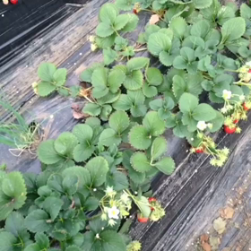 イチゴpart 3の画像