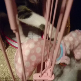 心春に、新しいオモチャの画像