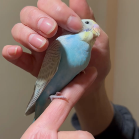 一本を取りたいセキセイインコの画像