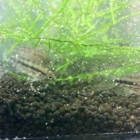 続・アピストの画像