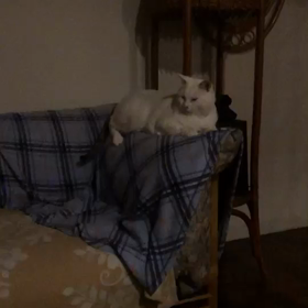 ちゃんと乗せて♪ほっとけo(｀ω´ )oの画像