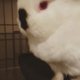 換毛期おわった？の画像