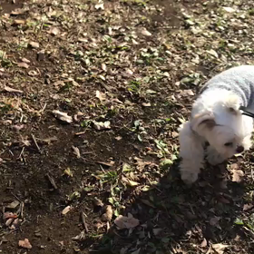 ♪お散歩動画♪代々木公園♪の画像