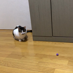 たからものの画像