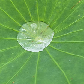 蓮の葉っぱから　ぷくぷくぷっーっ　初めてみたよの画像