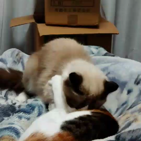 仲良しなんだか、仲悪いんだか？の画像