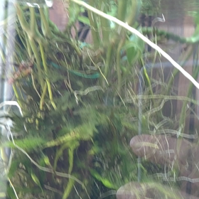 透明度…の画像