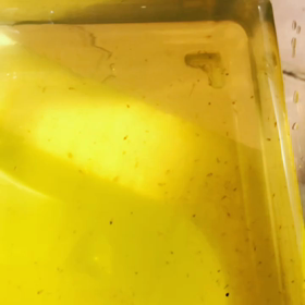 タマミジンコの画像