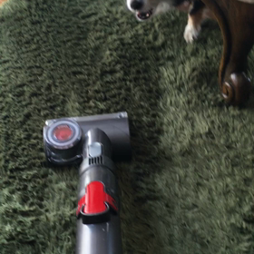 戦うチワワの画像