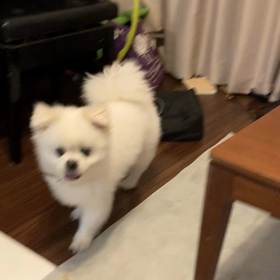 まるでぬいぐるみの画像