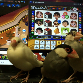 文鳥会議の画像